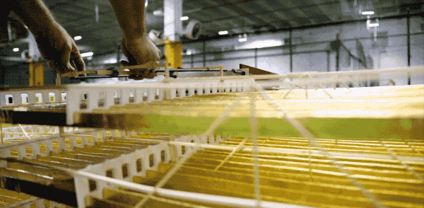 6.gif